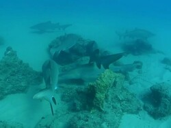 MS Shot of School of spotted ragged tooth sharks congregrated and swimming along reef covered with various coral and sponge / Sodwana Bay, KwaZulu Natal, South Africa Stock Footage
