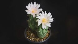 TL: Flowers blooming cactus Stock Footage