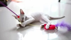 Kitten playing toy. Stock Footage