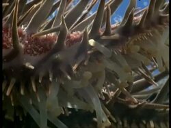 Crown of Thorns Starfish (Acanthaster planci) tube-feet on underside of thorns, Great Barrier Reef Stock Footage