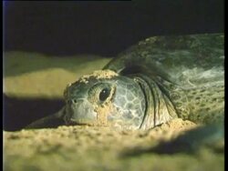 Ascension island and Central East Atlantic, CU Green Sea Turtle (Chelonia mydas) and hatchlings on beach. Stock Footage