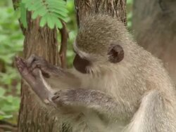 MS Vervet monkey grooming its foot / Vervet Monkey Foundation, Tzaneen, South Africa Stock Footage