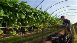 Male fruit picker harvests strawberries in poly tunnel. Stock Footage