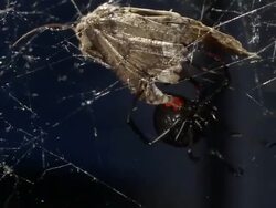 Extreme Close Up - Spider approaches moth in its web /  Stock Footage