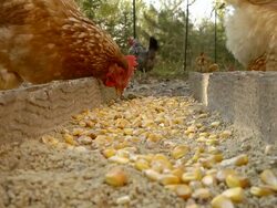 MS Shot of Free range hens feed on corn in farm yard / Chelsea, Michigan, United States  Stock Footage