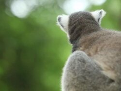 Sitting Lemur Stock Footage