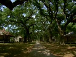 WS View of tree lined path next to old slave quarters / New Orleans, Louisiana, United States Stock Footage