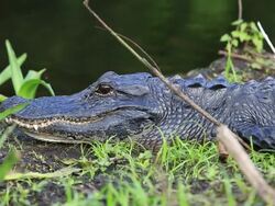 Alligator Stock Footage