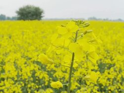 HD DOLLY: Beautiful Canola Stock Footage