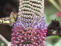 Butterflies and Tropical flower Stock Footage