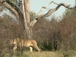 MS Shot of lioness walking through tall grass followed by lion / Okavango Delta, North-West District, Botswana Stock Footage