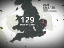 Government To Discuss Action on Ash Tree Disease News Clip