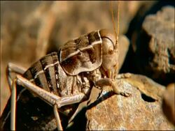 Cricket cu, Parque Nacional Sierra Nevada (Granada y Almeria), Andalusia, Southern Spain Stock Footage