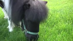 Blind woman nurses sick guide horse back to health Instructional Video