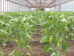 Vegetables greenhouse Stock Footage