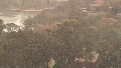 CLEAN : Locust plague descends on Madagascan capital News Clip