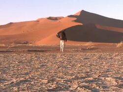 Sand dune, man with tripod walks towards dune, Sossusvlei, Namib-Naukluft, Namibia Stock Footage