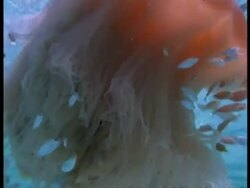 CU Lions Mane Jellyfish, Cyanea capillata, swims with shoal of Clownfish near water surface, Australia Stock Footage