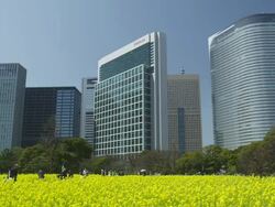Carniola Flowers in Hamarikyu Park Stock Footage