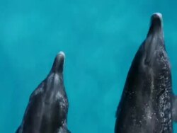 MS TS DS Two spotted dolphin swimming surface in ocean / At sea, At sea, Bahamas Stock Footage