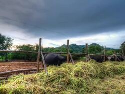 Cows eating grass on farm Stock Footage