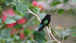 Netherlands, Windwardside, Saba Island, Dutch Caribbean. Purple throated Carib hummingbird ( Eulampis jugularis ) Stock Footage