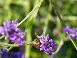 ECU SLO MO Shot of Honey bee feeding on nectar from lavender flower, taking off and flying away / Les Mureaux, Yvelines (78), France Stock Footage