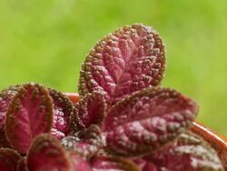 Watering  plants in the garden. Close-up of  leaves, water drops. Stock Footage