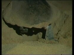 Olive Ridley Sea Turtle (Lepidochelys olivacea) digging hole for eggs Stock Footage