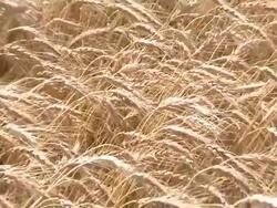 Wheat farmer harvests grain in summer heat Stock Footage