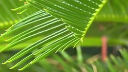 CLEAN : Sudanese prevented from travelling to the US News Clip