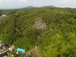 View of heron habitat Stock Footage