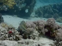 Arabian picasso triggerfish (Rhinecanthus assassi) fanning and guarding its transparent egg mass. Filmed in Abu Nuhas, Red Sea Stock Footage
