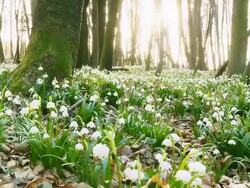 HD DOLLY: Forest Full Of Spring Snowflakes Stock Footage