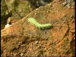 Green caterpillar crawling on a rock, MS, Panama, Central America Stock Footage