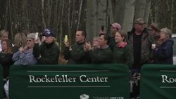 85-foot, 13-ton Norway spruce from Pennsylvania to serve as Rockefeller Christmas tree News Clip