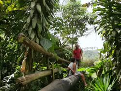 MS Travelers sitting on wooden bridge / Boquia, Quindio, Colombia Stock Footage