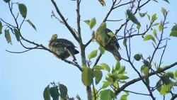 Sri Lanka Green-pigeon (Treron pompadora) endemic to Sri Lanka Stock Footage