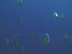 Shoal of Bannerfish Stock Footage