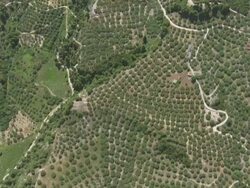 MS AERIAL Shot of landscape with plantations / Peloponnese, Greece Stock Footage
