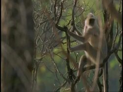 MS Hanuman Langur, Semnopithecus entellus, sitting on tree branch, Bandhavgarh National Park, India Stock Footage