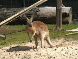 Kangaroo Stock Footage