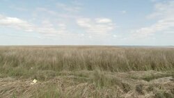 Wetlands show evidence of oil and storm damage in Houma, Louisiana. Stock Footage