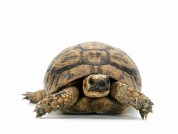Turtle Stock Footage