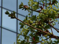 HD: Tree in the city Stock Footage