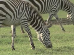 Plains zebra (Equus quagga) grazing, Kenya Stock Footage