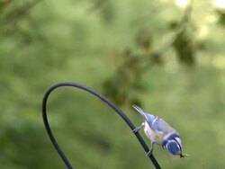MS View of tit bird sitting on cable wire / Saarburg, Rhineland-Palatinate, Germany  Stock Footage