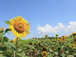 MS View of sunflower field / Furano, Hokkaido, Japan Stock Footage