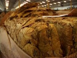 CLEAN: Like the country, Zimbabwe's tobacco industry going up in smoke News Clip