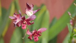 purple orchids Stock Footage